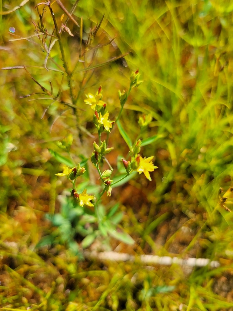 Lesser Canadian St. Johnswort photo 8