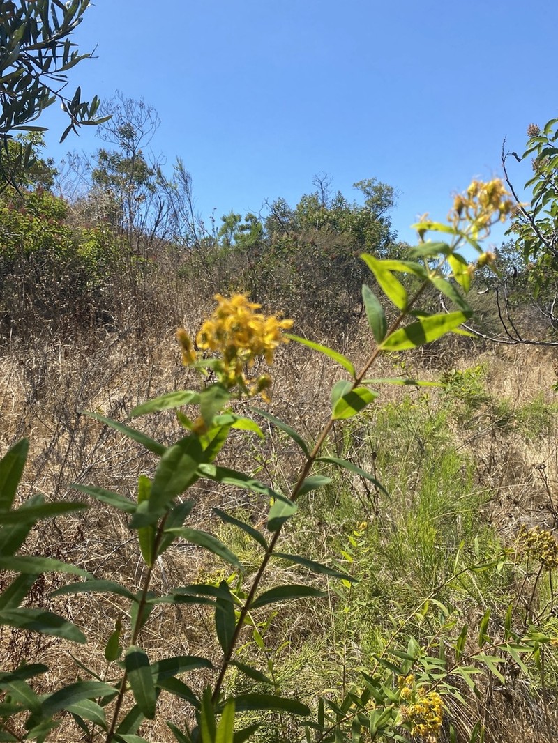 Canary Island St. Johnswort