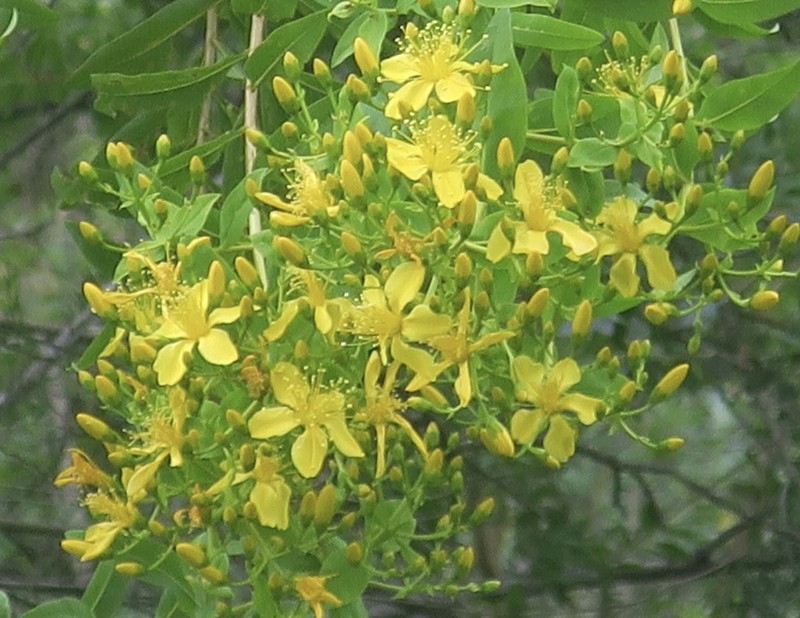 Canary Island St. Johnswort photo 2