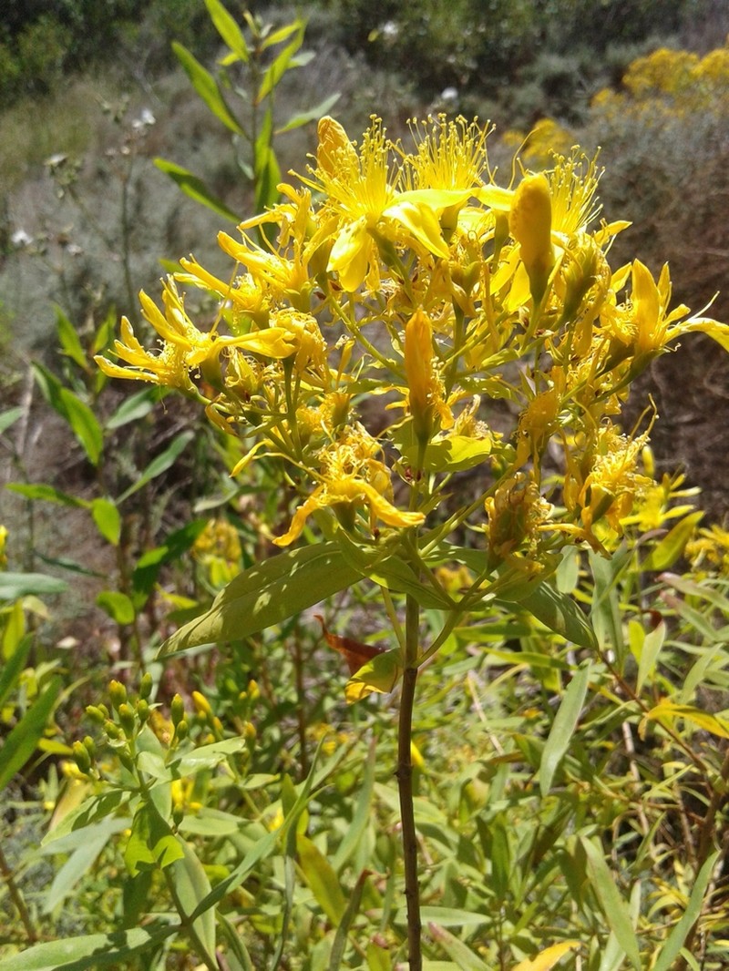 Canary Island St. Johnswort photo 4
