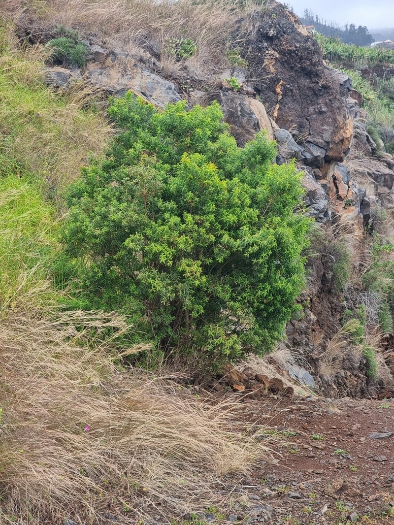 Canary Island St. Johnswort photo 5