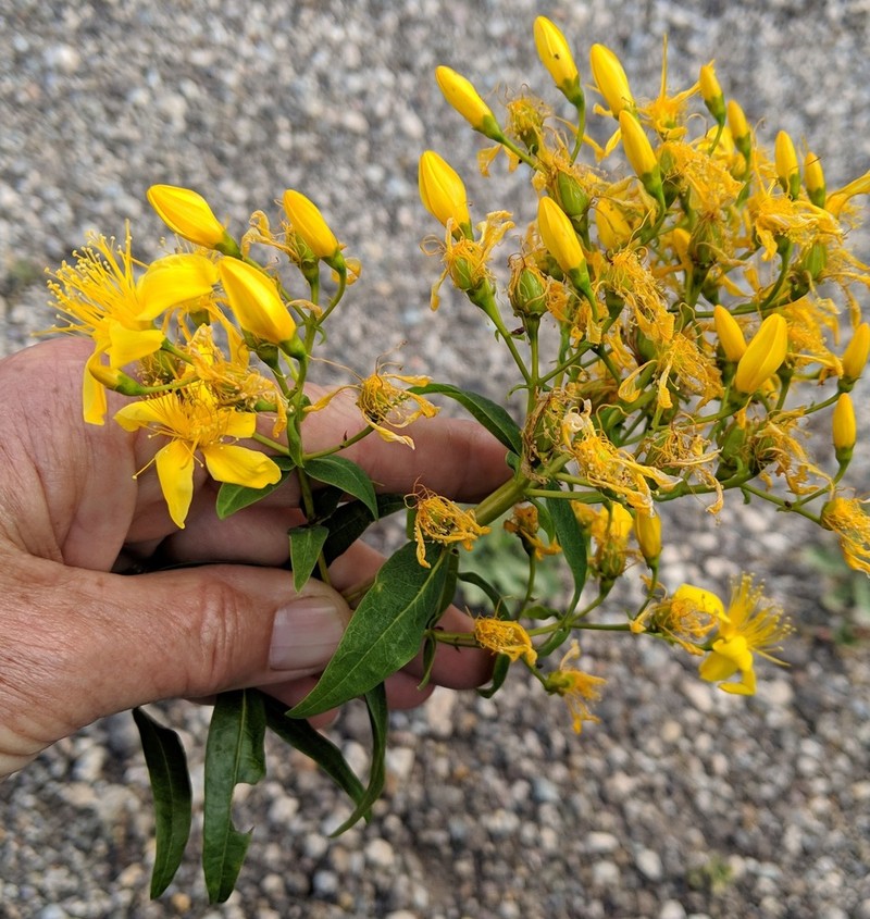 Canary Island St. Johnswort photo 7