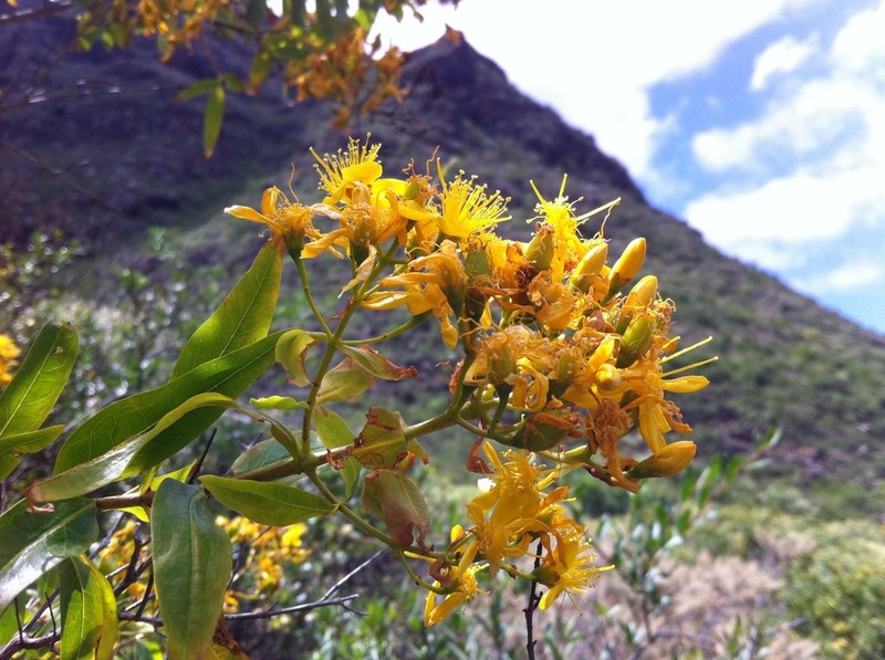 Canary Island St. Johnswort photo 8
