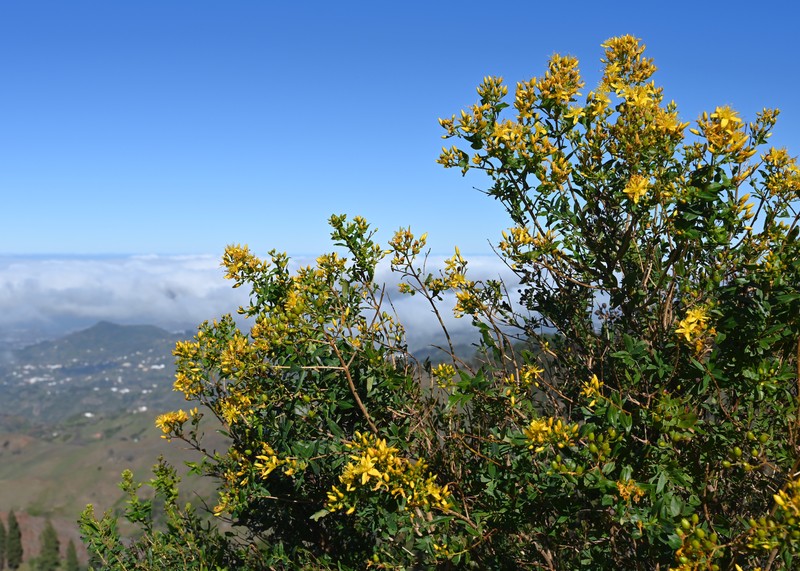Canary Island St. Johnswort photo 5