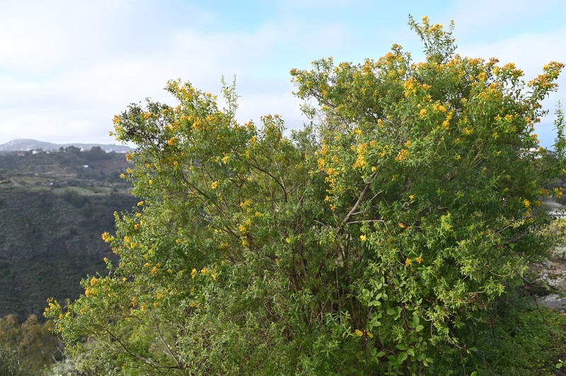 Canary Island St. Johnswort photo 2