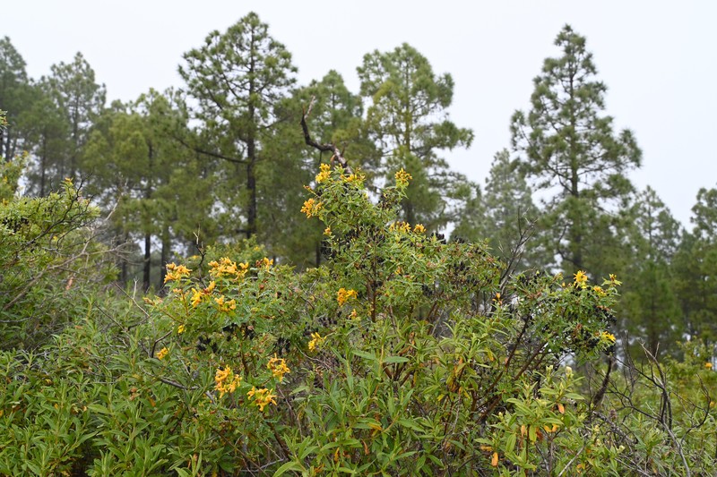 Canary Island St. Johnswort photo 3