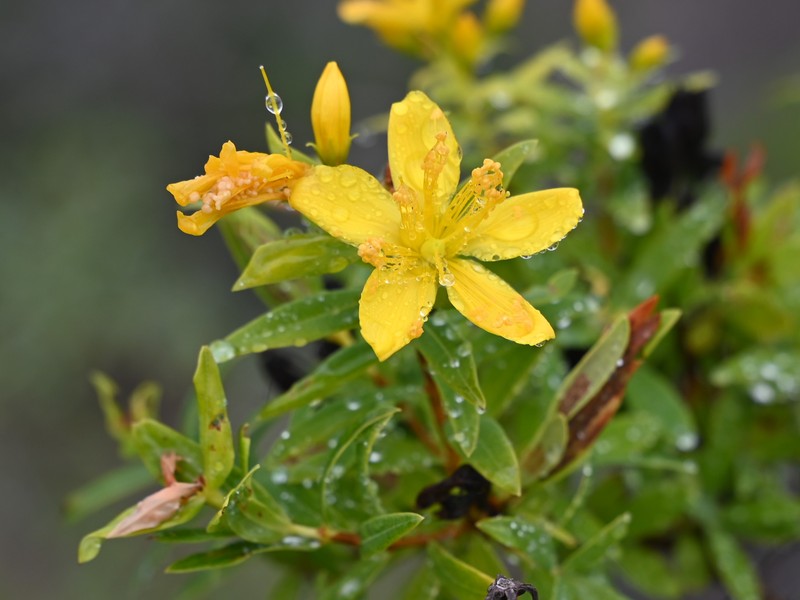 Canary Island St. Johnswort photo 4