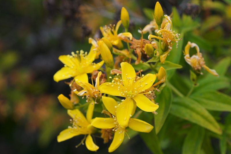 Canary Island St. Johnswort