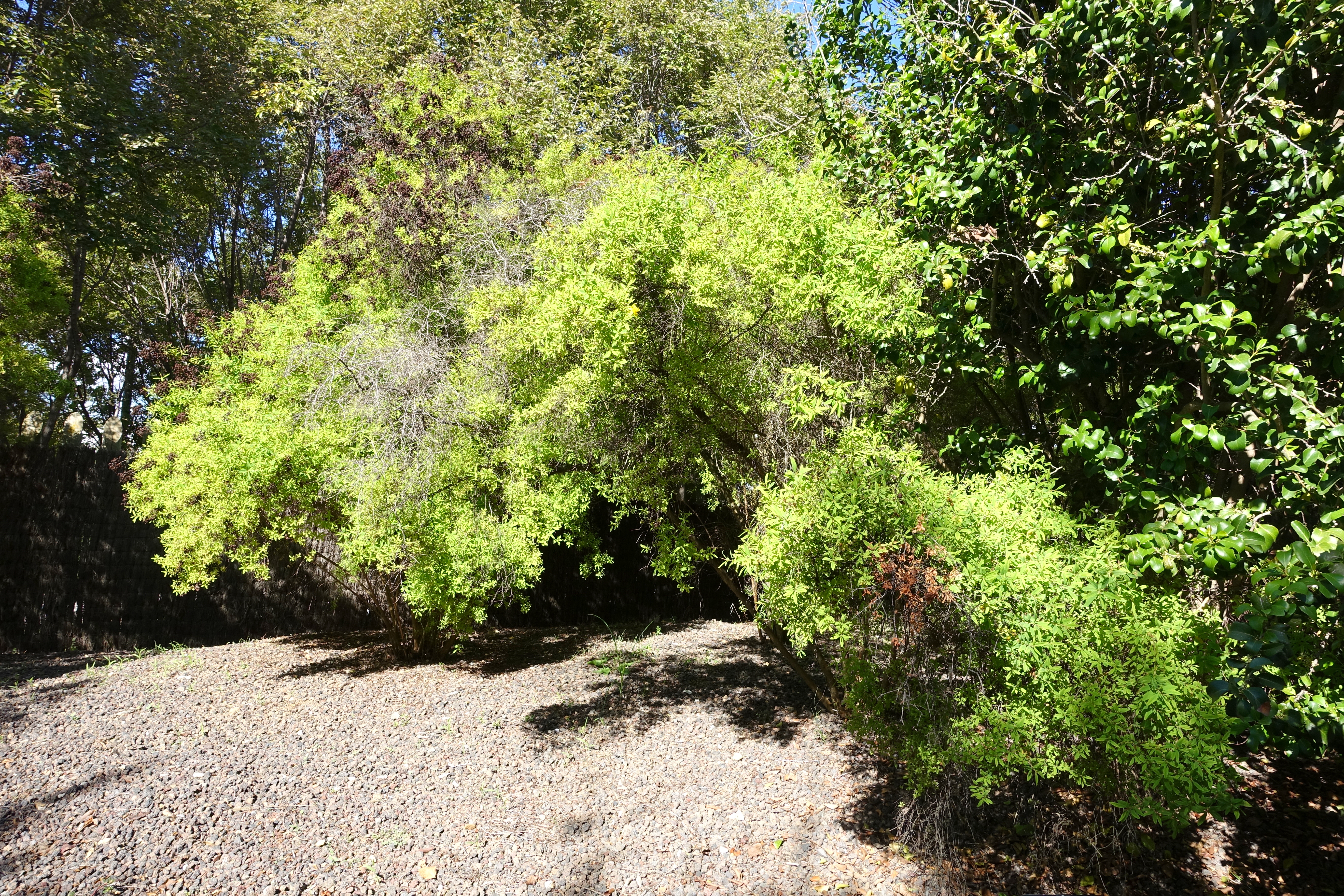 Canary Island St. Johnswort photo 6