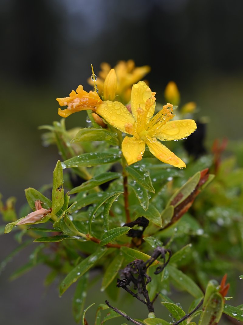 Canary Island St. Johnswort photo 7