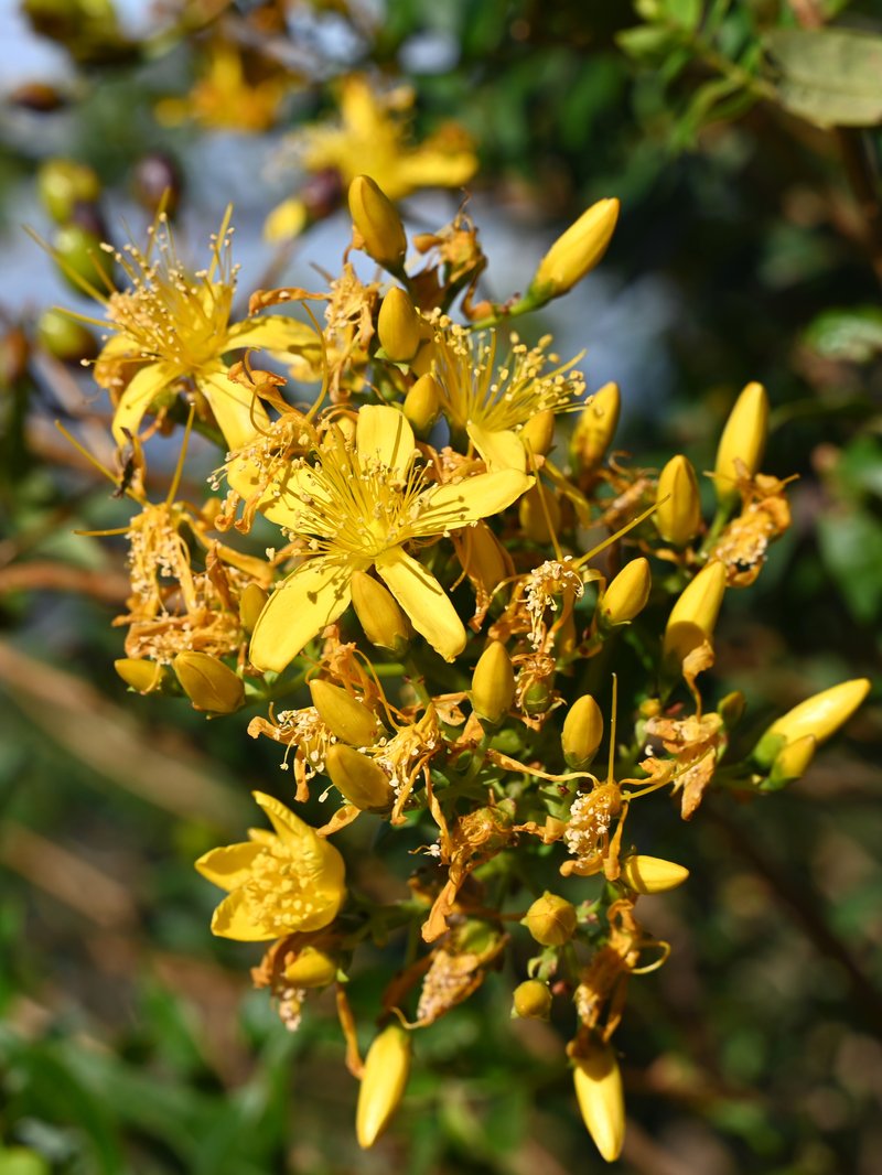 Canary Island St. Johnswort photo 8