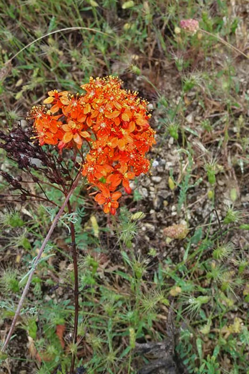 Hypericum capitatum