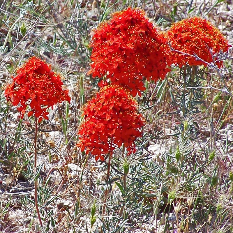 Hypericum capitatum photo 4