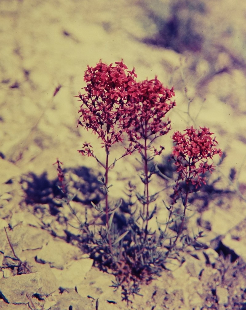 Hypericum capitatum photo 5