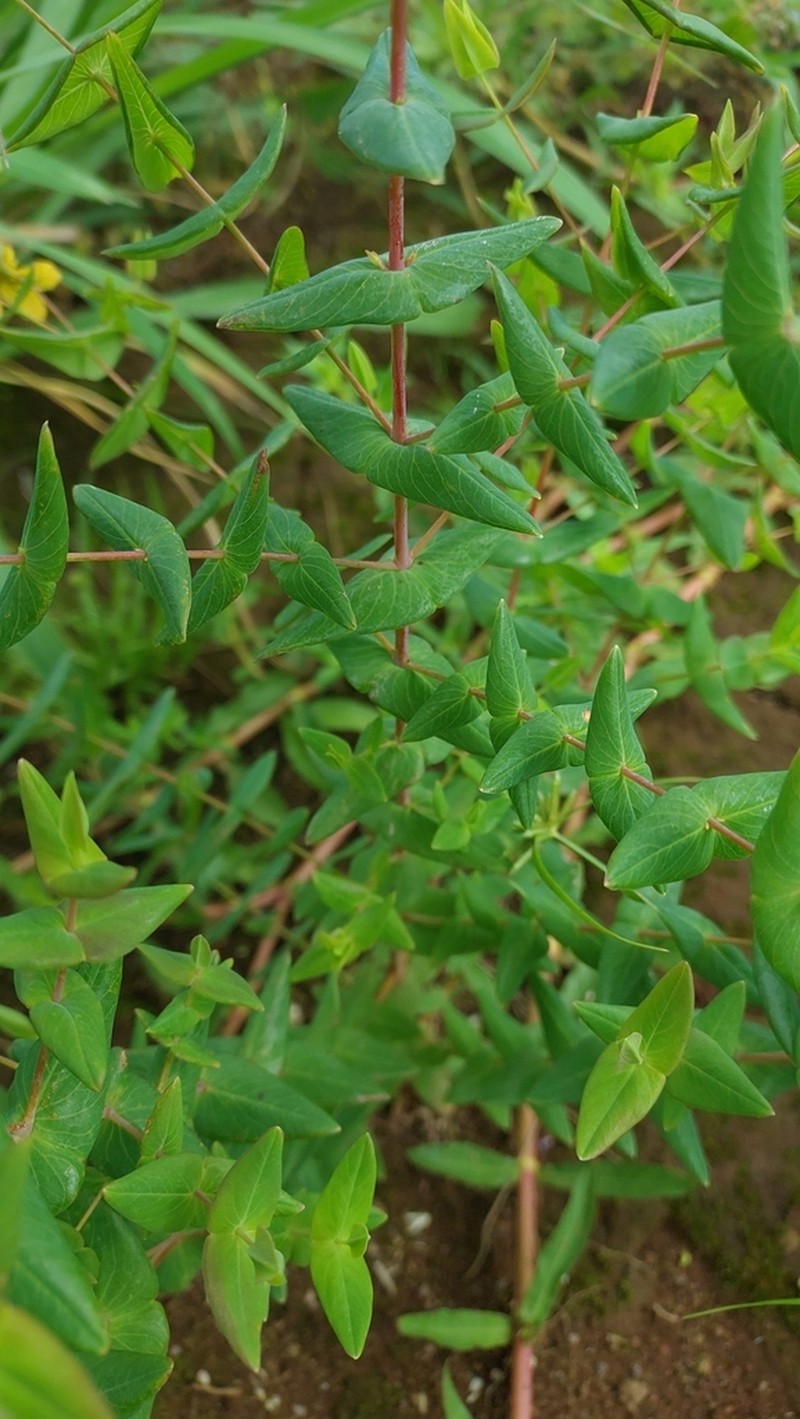 Hypericum caprifoliatum photo 2