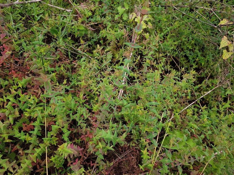 Hypericum caprifoliatum photo 3
