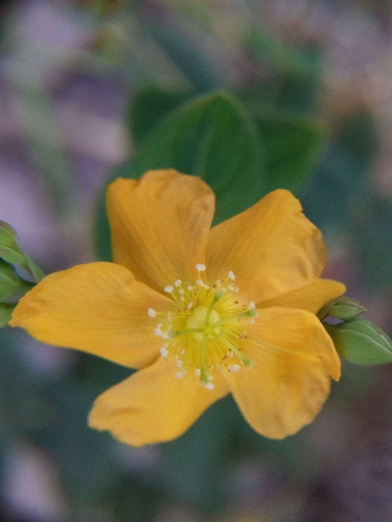 Hypericum caprifoliatum photo 4