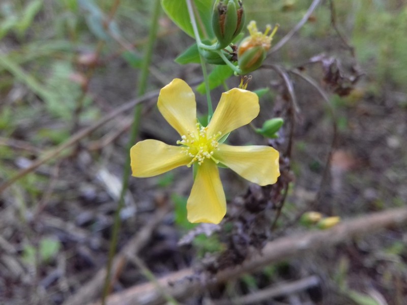 Hypericum caprifoliatum photo 5