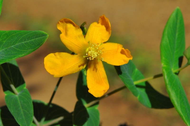 Hypericum caprifoliatum photo 6