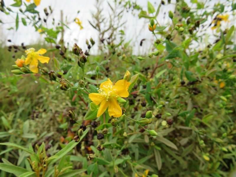 Hypericum caprifoliatum photo 7