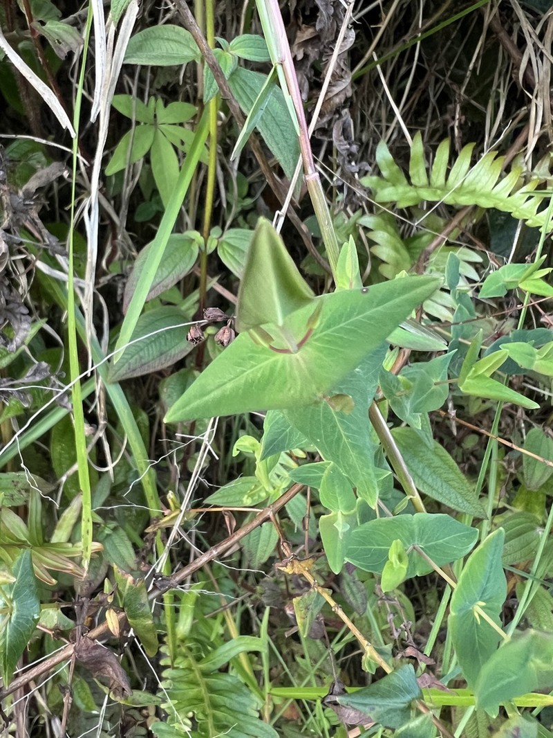 Hypericum caprifoliatum photo 8