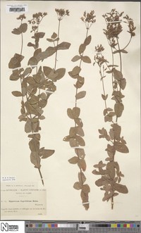 Hypericum caprifolium