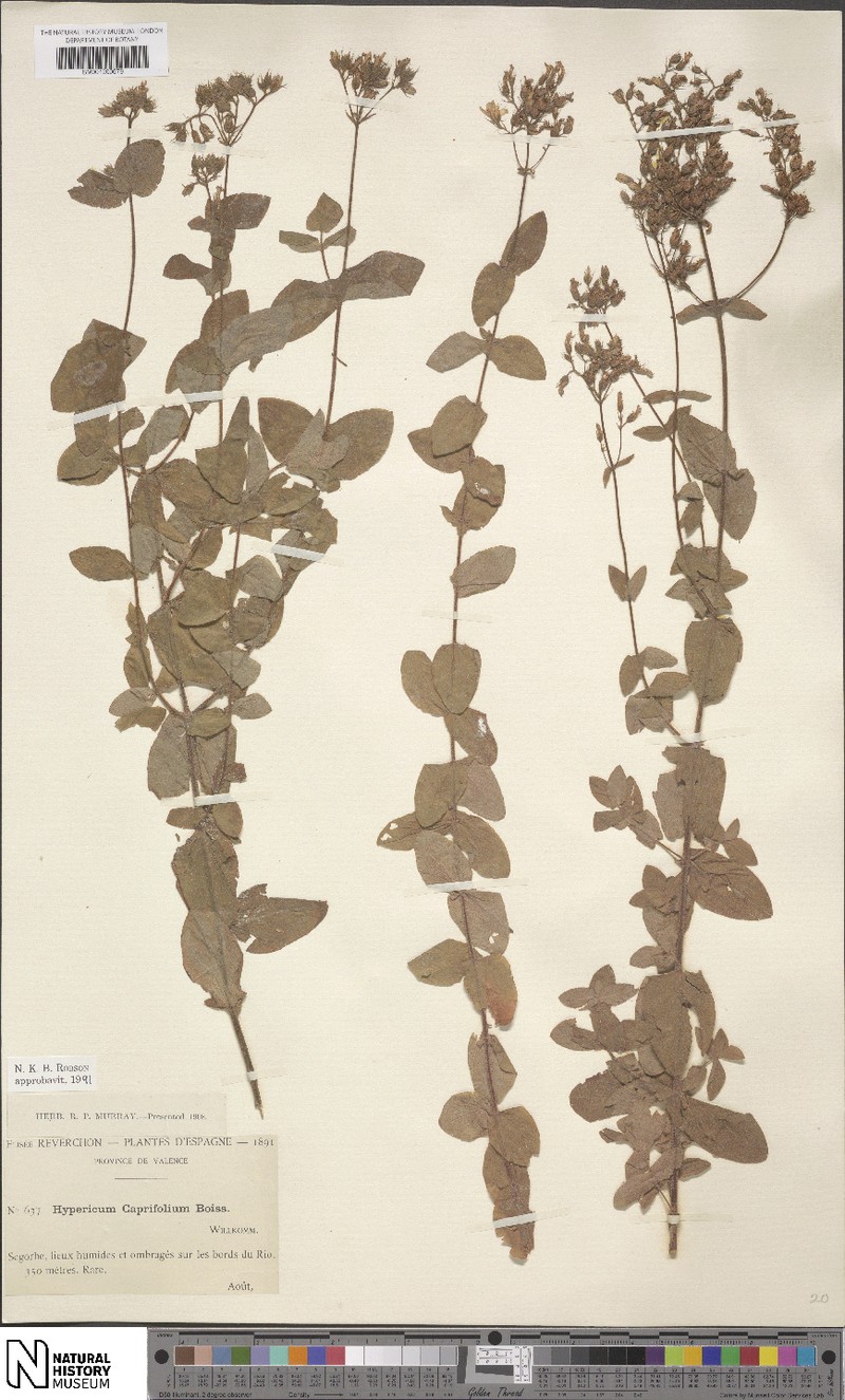 Hypericum caprifolium