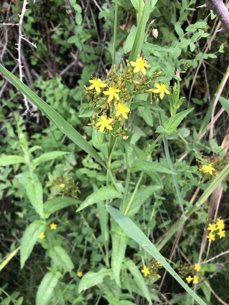 Hypericum caprifolium photo 2