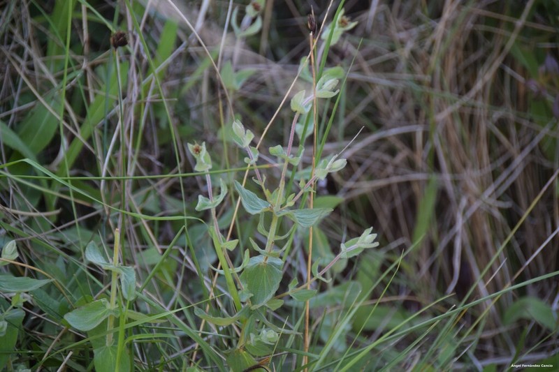Hypericum caprifolium photo 3