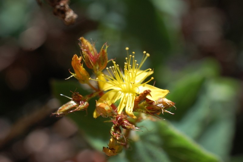Hypericum caprifolium photo 4