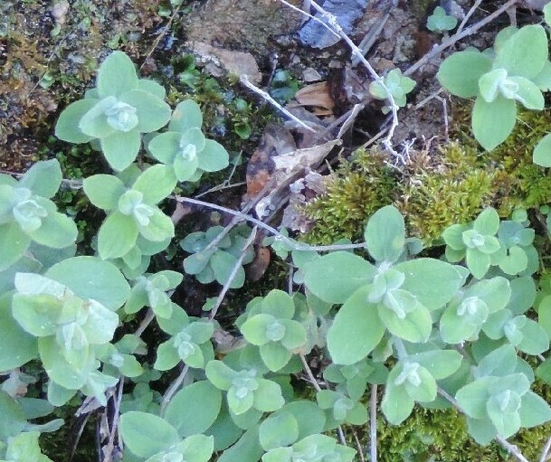Hypericum caprifolium photo 5