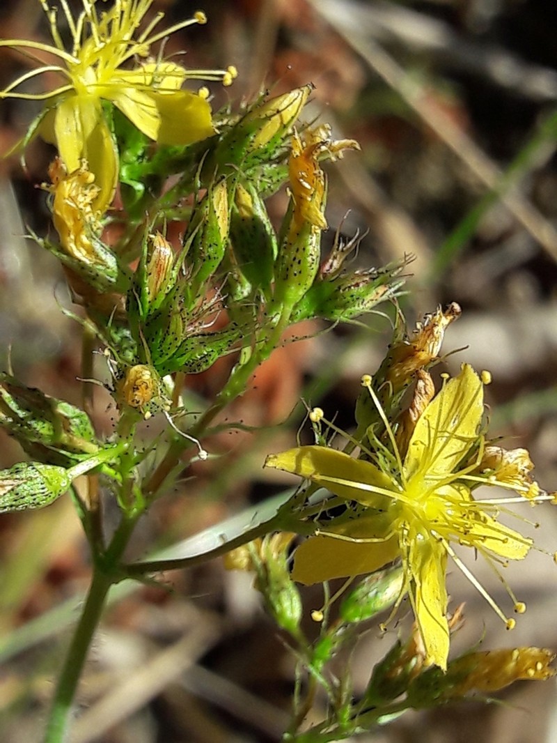 Hypericum caprifolium photo 6