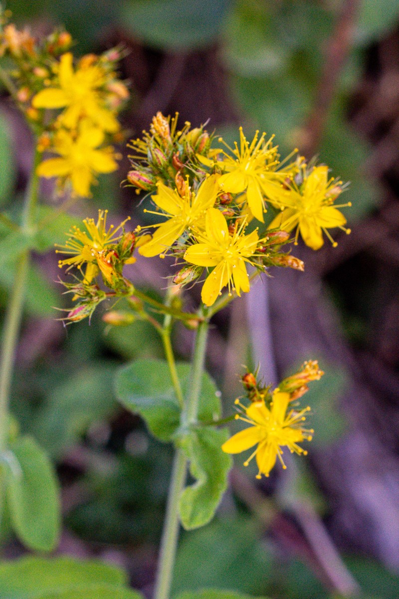 Hypericum caprifolium photo 7