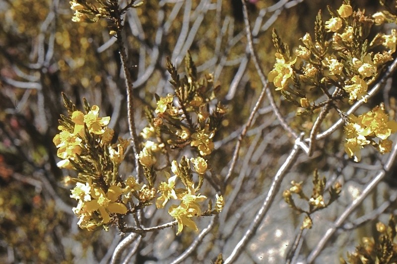 Hypericum caracasanum