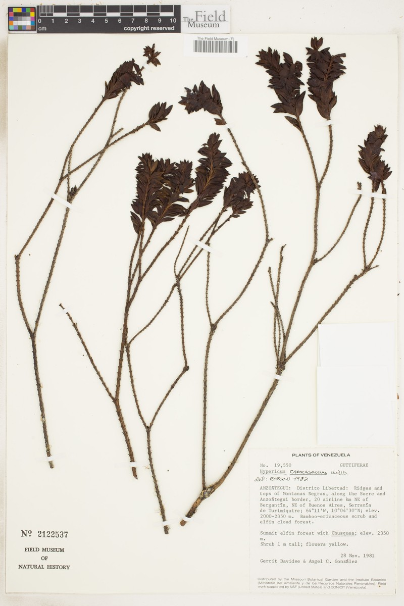 Hypericum caracasanum photo 3