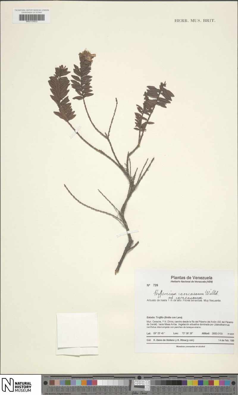 Hypericum caracasanum subsp. caracasanum