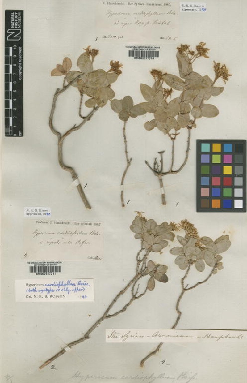 Hypericum cardiophyllum