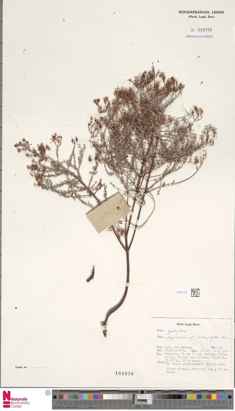 Hypericum cardiophyllum photo 2