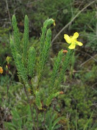 Hypericum cardonae