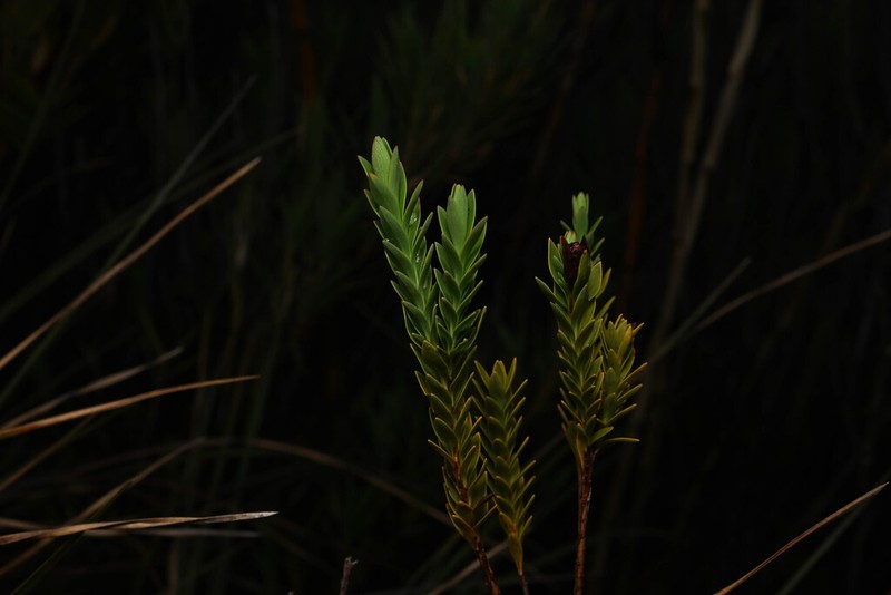 Hypericum cardonae photo 2