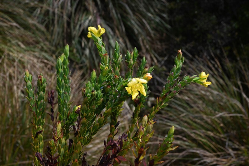 Hypericum cardonae photo 3