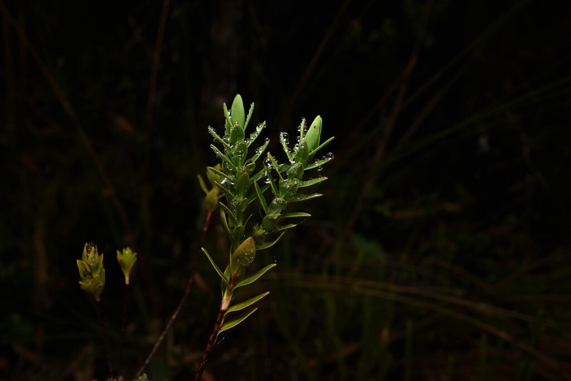 Hypericum cardonae photo 4