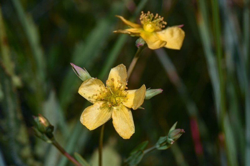 Hypericum carinatum photo 2