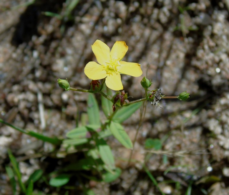 Hypericum carinatum photo 3