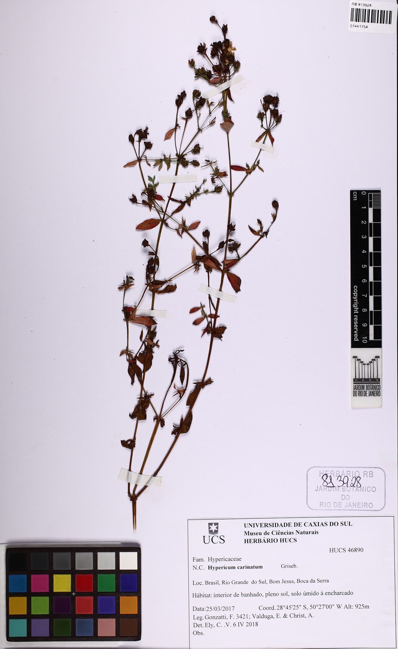 Hypericum carinatum photo 4