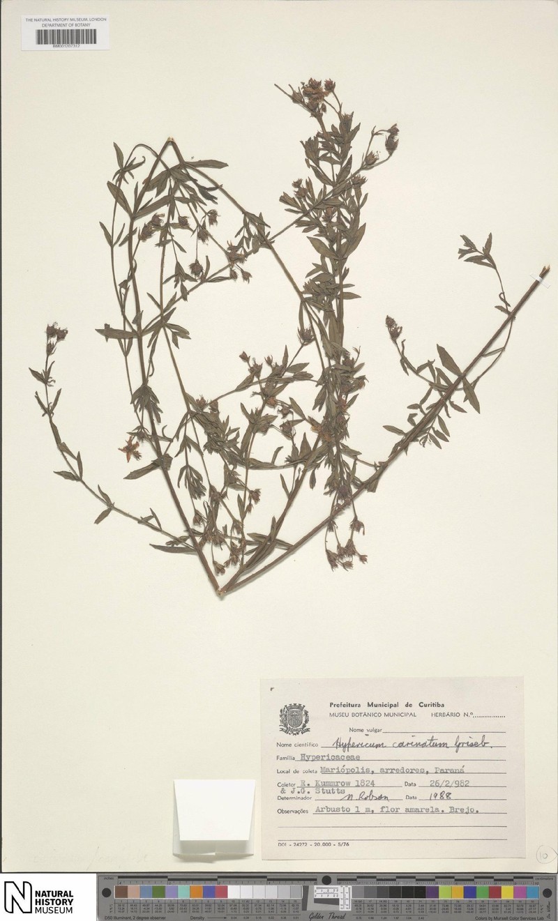 Hypericum carinatum photo 5