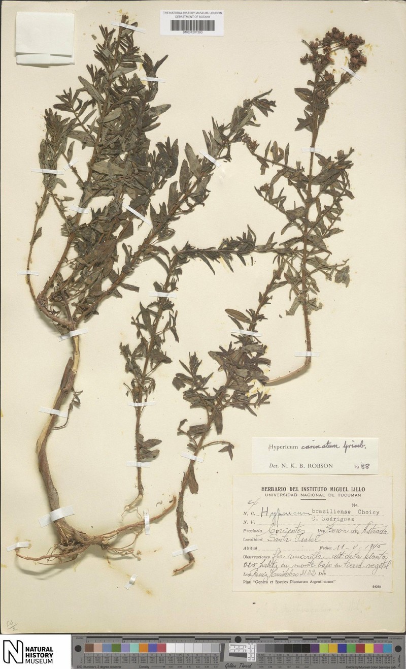 Hypericum carinatum photo 6