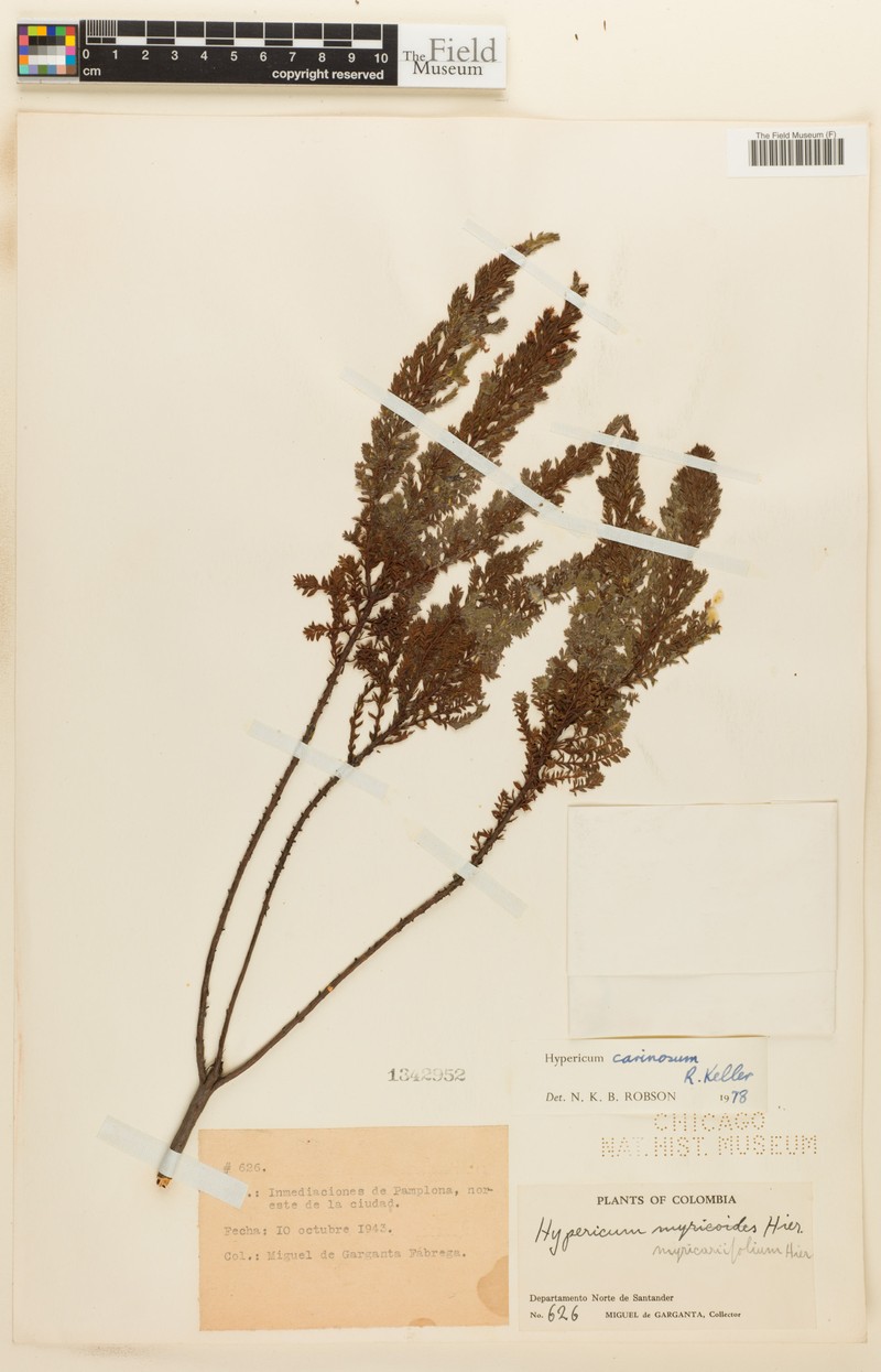 Hypericum carinosum