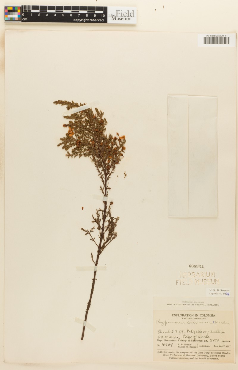 Hypericum carinosum photo 2