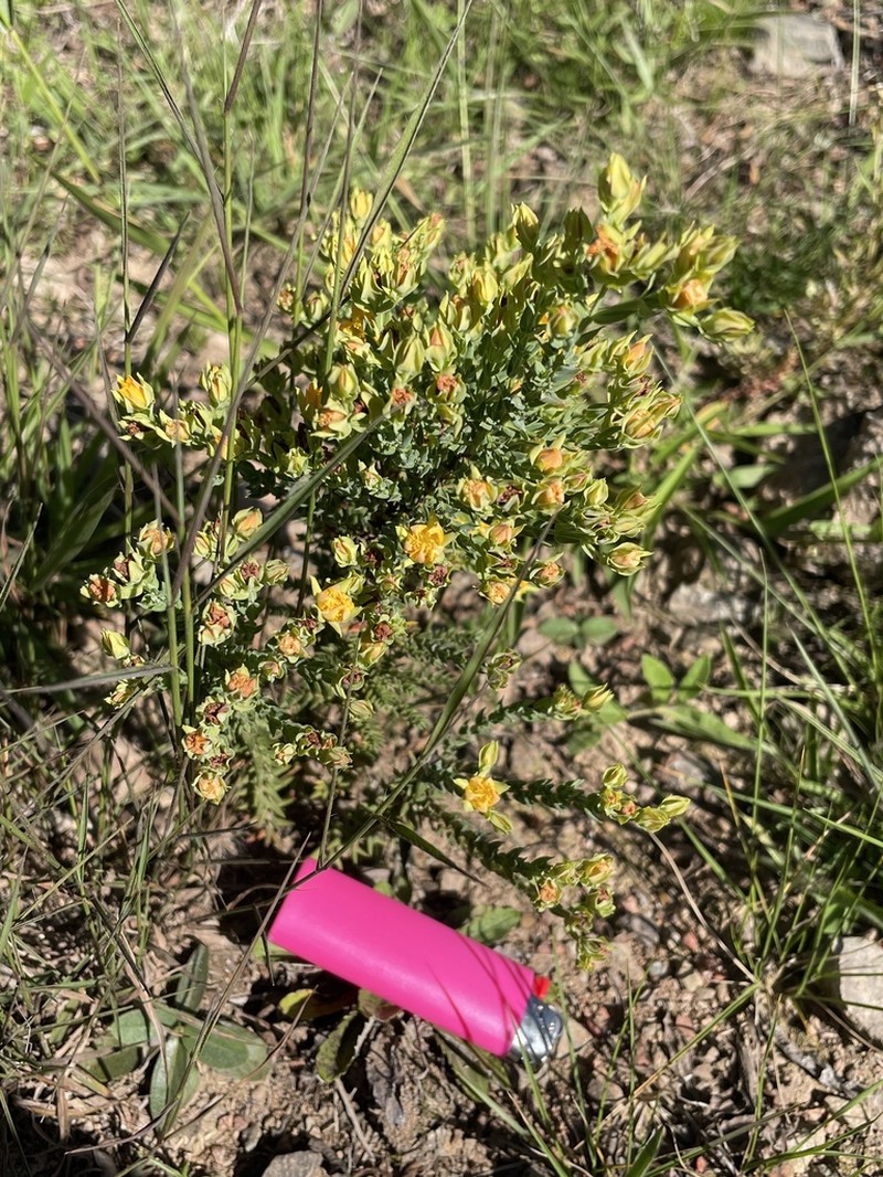 Hypericum cavernicola photo 2
